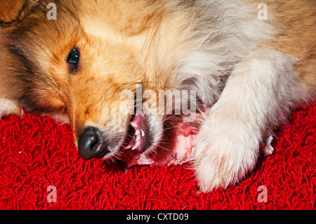 Collie Hund mit Knochen Stockfoto