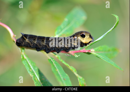 Elephant Hawk Moth Raupe (Deilephila Elpenor) auf Rosebay Weidenröschen (Chamerion Angustifolium) Stockfoto