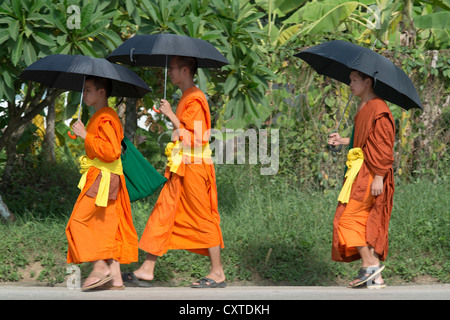 Drei junge Mönche vorbeifahren halten Sonnenschirme in Luang Prabang, Laos Stockfoto