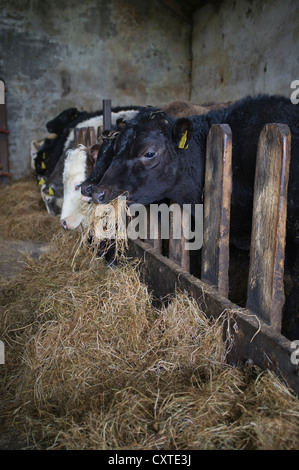 dh BEEF UK Junge Kühe, die auf Silage-Heu-Rindern füttern, halten Tiere auf dem Bauernhof im schottischen Kuhstall Stockfoto