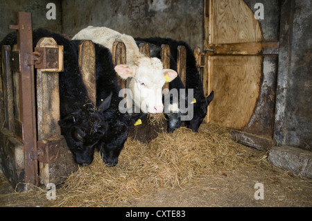 dh Junge Kühe füttern RINDFLEISCH UK Rinder Essen Silage Heuscheune drinnen uk Bauernhof Tierheim schottland Viehzucht schottische Landwirtschaft Tiergebäude im Schuppen Stockfoto