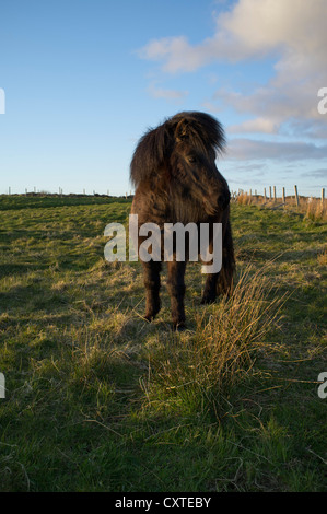 dh Shetland Pony PONY Tier schwarzen Mantel männlichen Shetland Pony Hengst Stockfoto