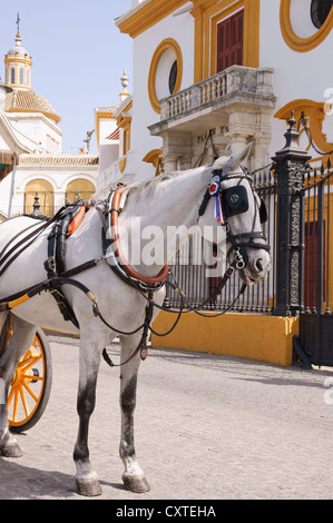 Weißes Pferd zeichnen eine Kutsche vor der Plaza de Toros in Sevilla Stockfoto