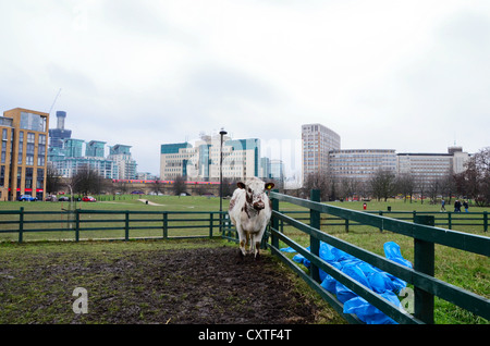 Vauxhall Stadtfarm, Kuh mit MI6 Gebäude im Hintergrund. Stockfoto