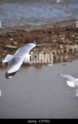 Möwen fliegen in der Nähe einer Küste auf der Suche nach Nahrung. Stockfoto