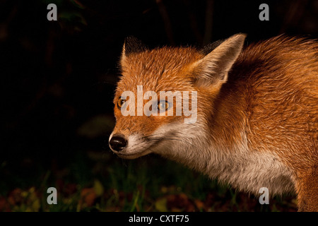 Städtischen Rotfuchs aus nächster Nähe! Stockfoto