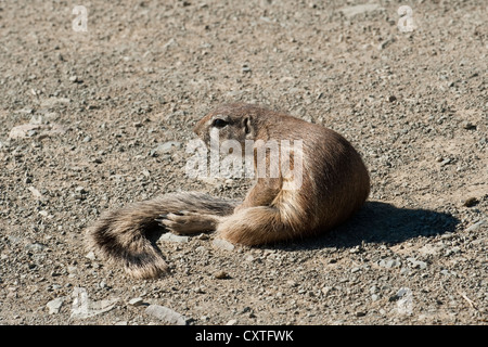 Cape Ground Squirrel. Xerus inauris. Südafrika Stockfoto