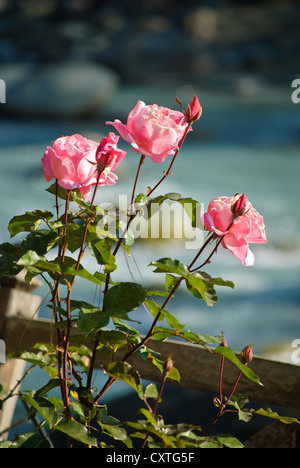 Schöne rosa Rosen am Ufer eines Flusses in Honegg Stockfoto