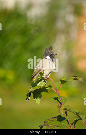 Himalayan Bulbul, eine gemeinsame Arten in Honegg, Kaschmir Stockfoto