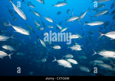 Schwarm von Bigeye Trevally, Caranx Sexfasciatus, Felidhu Atoll, Malediven Stockfoto