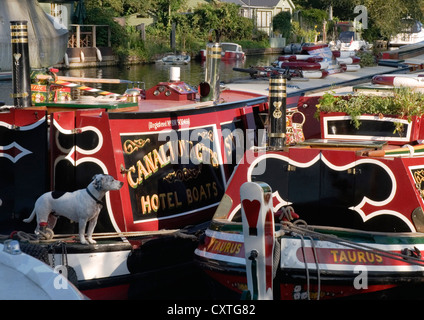 Themse - festgemachten schmale Boote - gemalt hell - traditionell - Sonnenlicht - Hündchen "auf Watch" Stockfoto