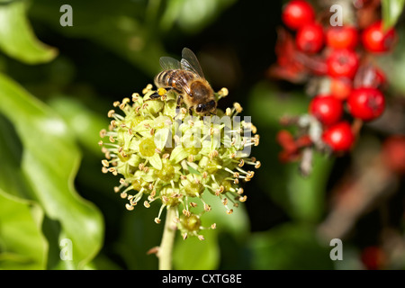 Arbeiter Honig Biene Apis Mellifera Futter für Pollen und Nektar aus der Blüte der englischen Ivy Hedera Helix. Gelbe Pollenkörner auf Stockfoto