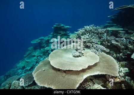 Tischkorallen wachsen am Riff, Acropora SP., Thaa Atoll, Malediven Stockfoto