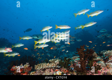 Schwarm von One-Spot Snapper, Lutjanus Monostigma, Nord Male Atoll, Malediven Stockfoto