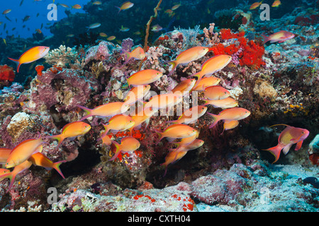 Schwarm von Threadfin Anthias, Nemanthias Carberryi, Nord Male Atoll, Malediven Stockfoto