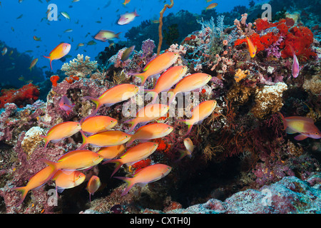 Schwarm von Threadfin Anthias, Nemanthias Carberryi, Nord Male Atoll, Malediven Stockfoto