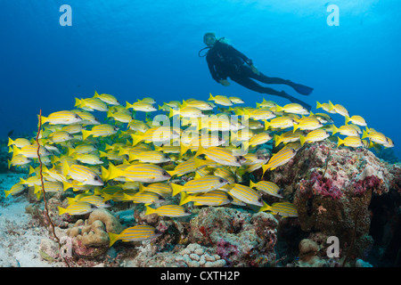 Taucher und Untiefe Bluestripe Snapper, Lutjanus Kasmira, Nord Male Atoll, Malediven Stockfoto