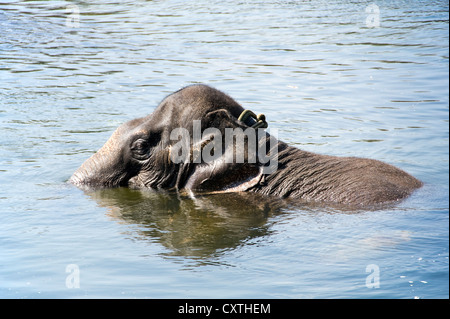 Horizontale Ansicht einen jungen asiatischen Elefanten im Periyar River an einem Heiligtum in Kerala spielen. Stockfoto