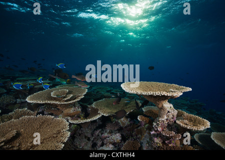 Riff von Tischkorallen, Acropora SP., Felidhu Atoll, Malediven Stockfoto