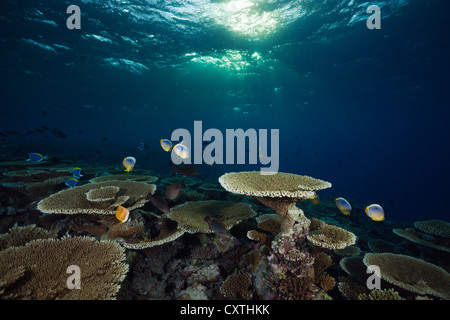 Riff von Tischkorallen, Acropora SP., Felidhu Atoll, Malediven Stockfoto