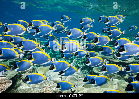 Schwarm von Powder Blue Tang, Acanthurus Leucosternon, Thaa Atoll, Malediven Stockfoto