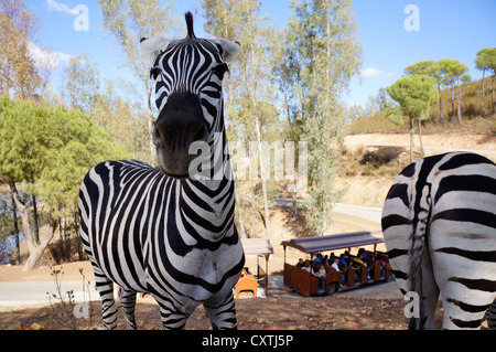 Zebras stehen auf dem Boden im Safari-Park, Sehenswürdigkeit, westlichen Wagen aus den Tagen des wilden Westens, Spanien Stockfoto