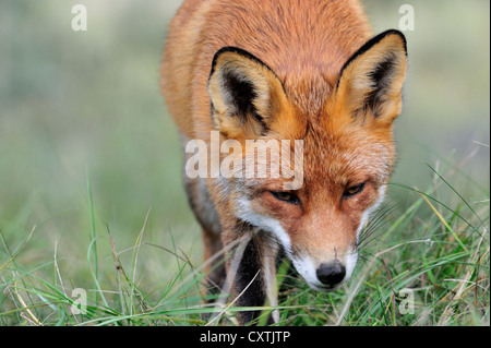 Nahaufnahme der Rotfuchs (Vulpes Vulpes) jagen und nach Duftspur der Beute auf Wiese Stockfoto
