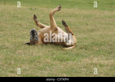 die Deutsche Dogge schwelgen Stockfoto