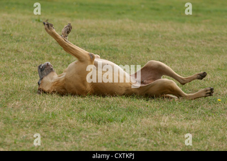 die Deutsche Dogge schwelgen Stockfoto