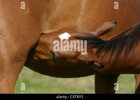 Saugen von Fohlen Stockfoto