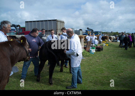 dh West Mainland zeigen DOUNBY ORKNEY Landwirt Pflege Rinder Stockfoto
