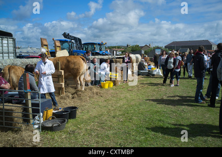 dh West Mainland DOUNBY ORKNEY Bauern Vieh Stifte außerhalb anzeigen und ring Stockfoto