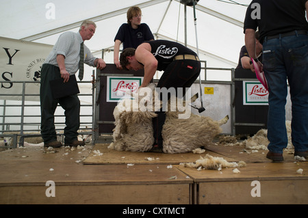 dh West Mainland zeigen DOUNBY ORKNEY Richter und Shearer beim Schafe scheren-Wettbewerb Stockfoto