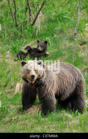 Ein Erwachsener Grizzlybär Fütterung auf frischen grünen Rasen Stockfoto