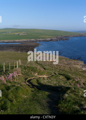 Dh Marwick Kopf BIRSAY ORKNEY Sea Cliff Top Wanderweg Meer rosa Blumen Küste Marwick Bay Sommer Land Großbritannien Stockfoto