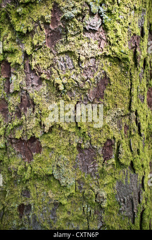 dh Pine TREE UK Lichen Moos auf Kiefernrinde Pilzalge Flechten Bäume Stockfoto