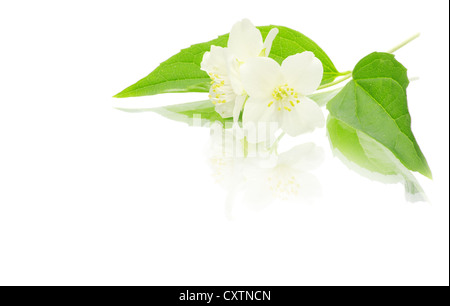 schöne Blumen von Jasmin auf weiß Stockfoto