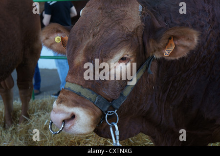 Kupfer-Ring in der Nase von Rindern bei internationalen Viehmarkt in Zafra, Badajoz, Spanien (Feria Internacional Ganadera) Stockfoto