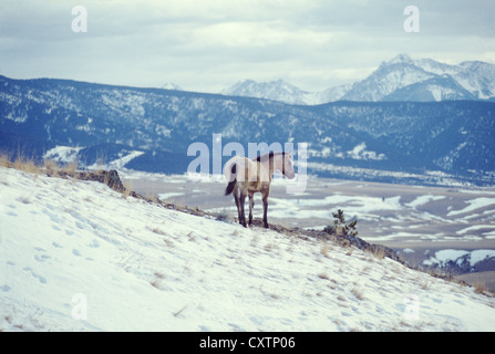 Jährling dun Stute steht auf einem Hügel mit Blick auf die absaroka Mountains/Montana Stockfoto