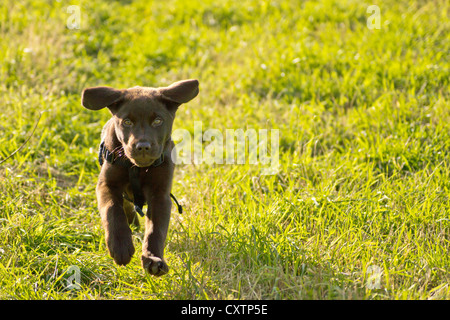 14 Wochen alten chocolate Labrador-Welpe Stockfoto