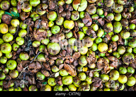 Viele Äpfel fallen auf den Boden verrotten im Herbst Stockfoto
