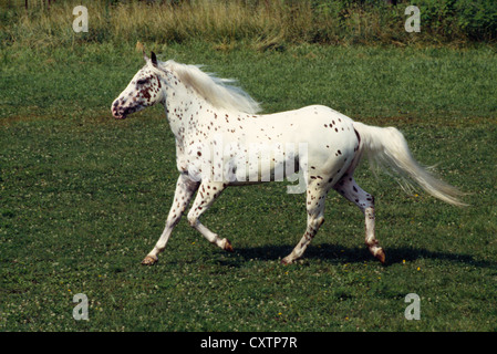 Appaloosa bo Buchanan manteno, Illinois Stockfoto