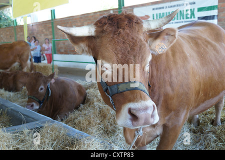 Zafra Rinder (Feria Internacional Ganadera) Messe am internationalen Viehmarkt in Zafra, Badajoz, Spanien Stockfoto