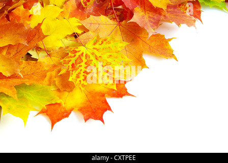 herbstliche Ahornblätter isoliert auf einem weißen Stockfoto