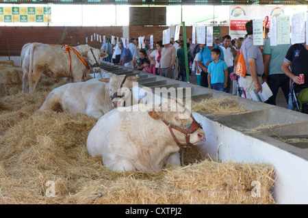 Zafra Rinder (Feria Internacional Ganadera) Messe am internationalen Viehmarkt in Zafra, Badajoz, Spanien Stockfoto