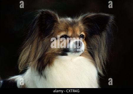 PAPILLON / IRLAND Stockfoto