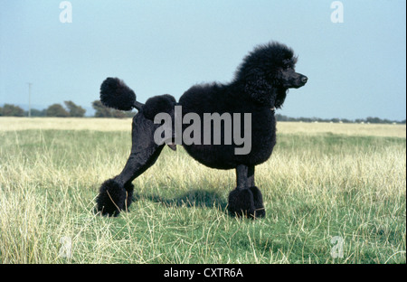 SEITENANSICHT DER PUDEL MIT LÖWENKOPF-CLIP / IRLAND Stockfoto