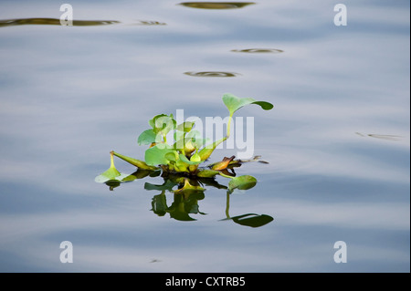 Horizontal in der Nähe des gemeinsamen Wasserhyazinthe, Eichhornia Crassipes, das Eindringen der Backwaters von Kerala. Stockfoto