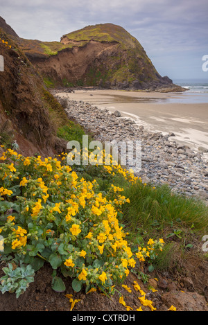 Lane County, OR: Blühen Monkey Flower (Mimulus Guttatus) an einem geschützten Hang an der zentralen Küste Oregons. Stockfoto