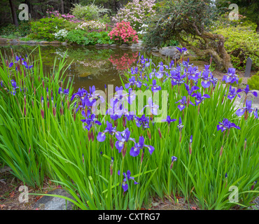 Shore Acres State Park, OR: Einen Teich im Garten Simpson-Anwesens mit sibirischen Schwertlilien, Azaleen & rhododendron Stockfoto